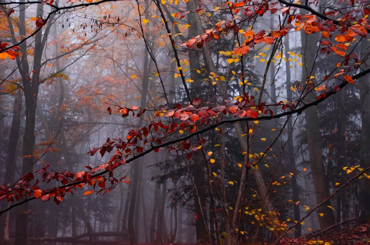 Autumn Woodland Photography: Capturing Colour and Misty Mornings