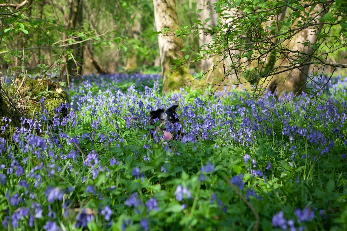 Spring Wildflower Photography: A Checklist for Bluebell Woods and Meadows